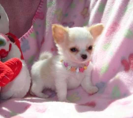 entzückenden Chihuahua Welpen zur Annahme
